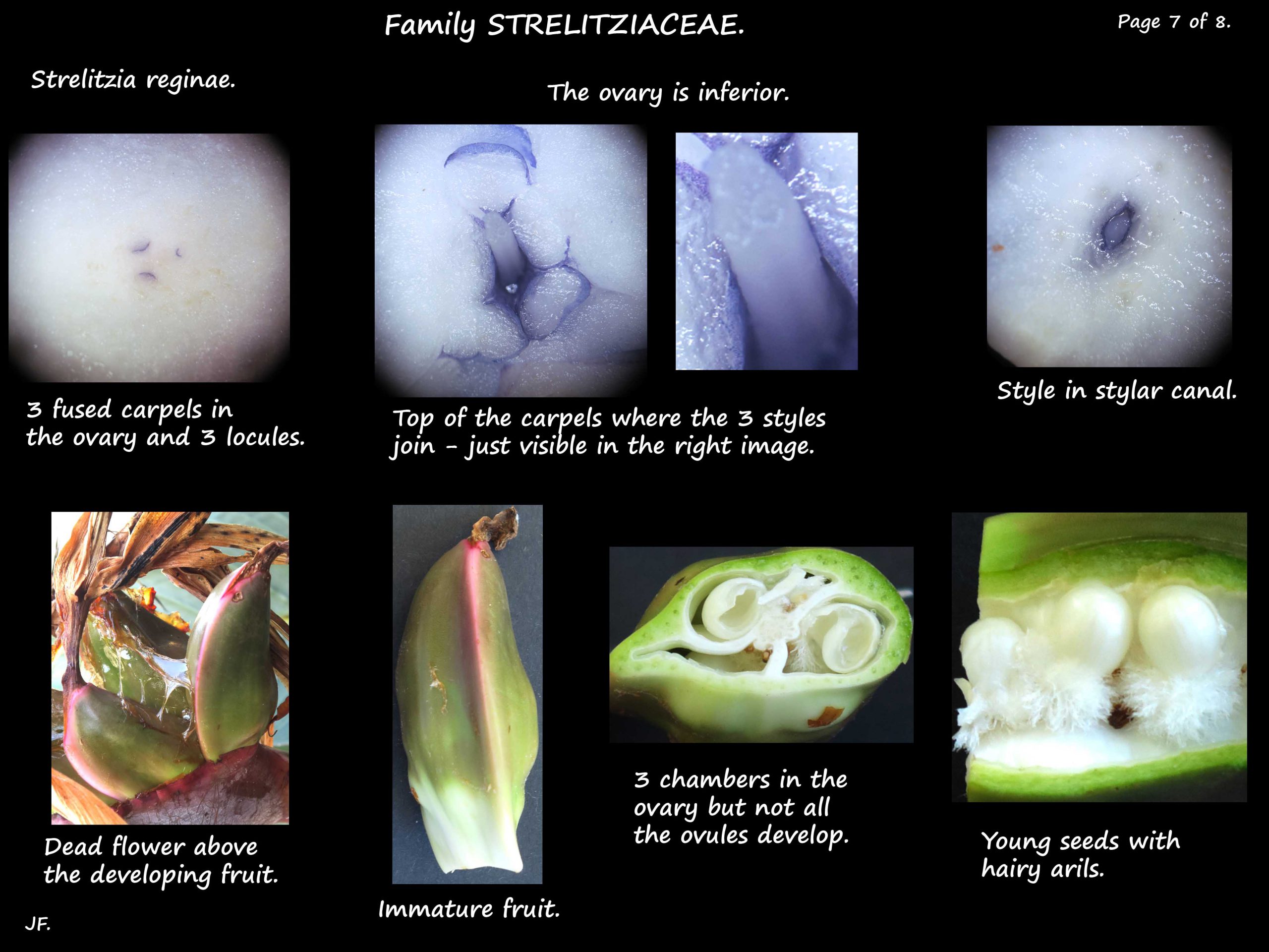 7 Strelitzia reginae ovary
